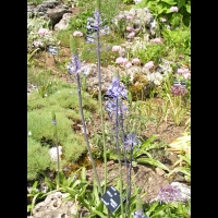 Scilla Parsica (fam. Liliacees)(Asie Mineure) (01)